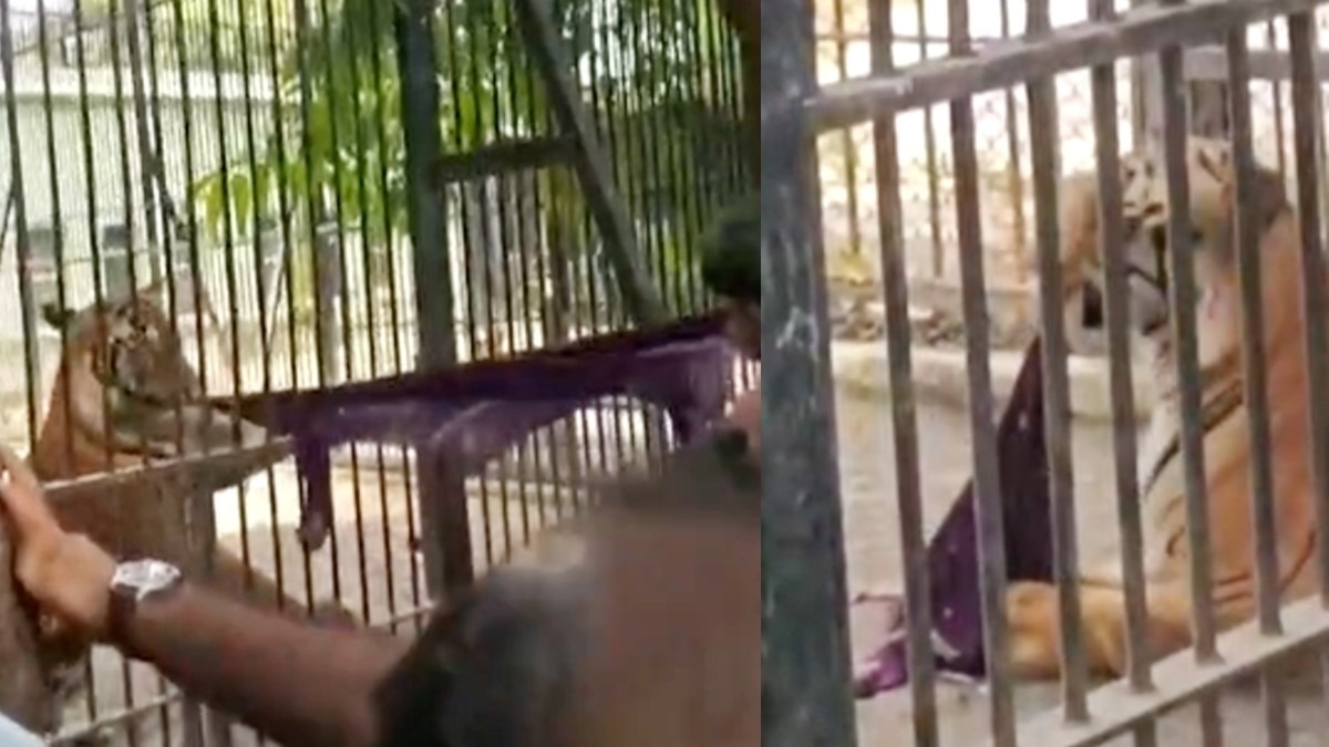 बाघ को उकसाने के लिए बाड़े में फेंका कपड़ा, पर्यटकों की खतरनाक करतूत