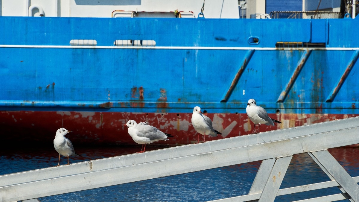 Drunk seagulls