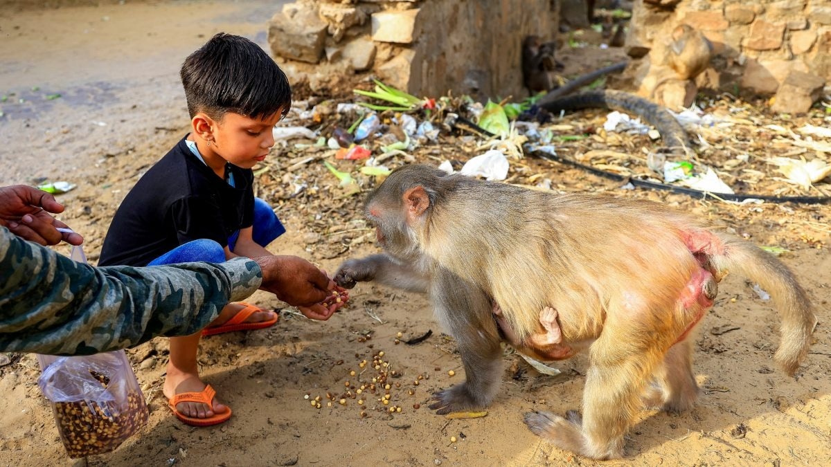 MOnkey food