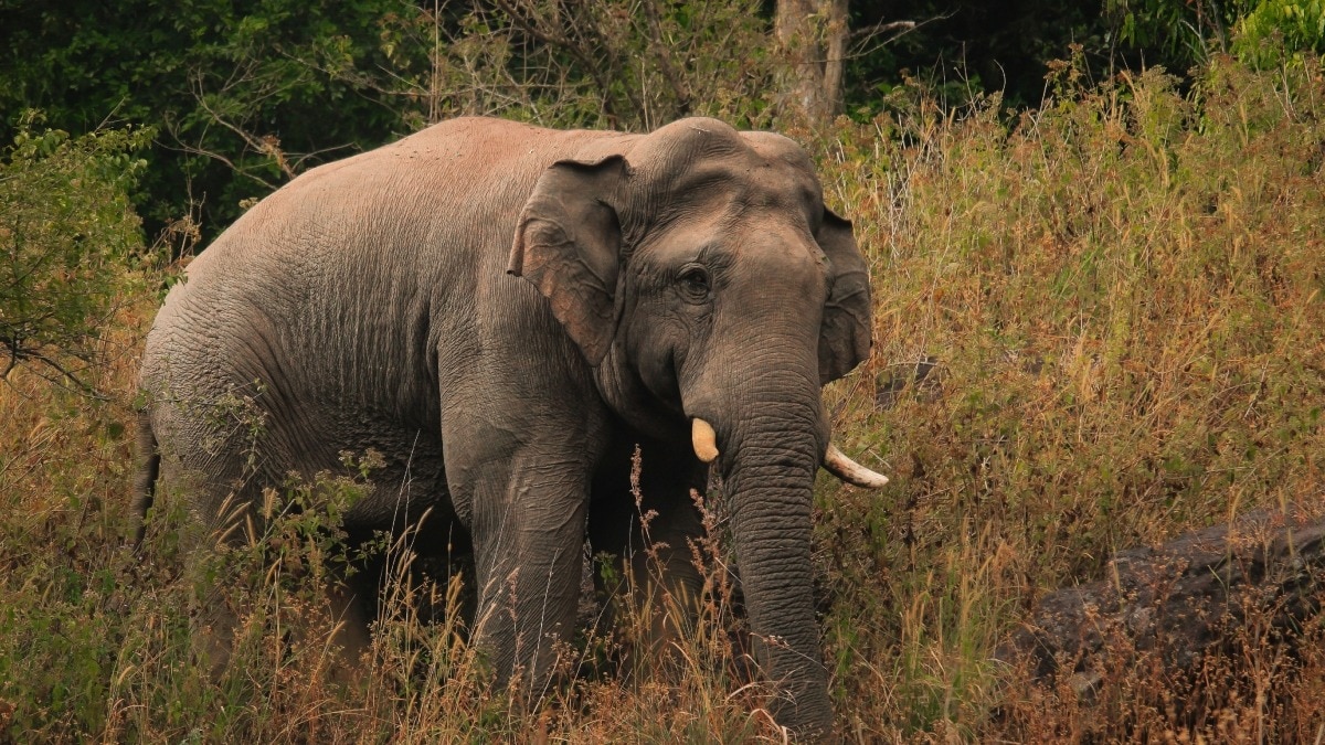 Nepal elephant attack