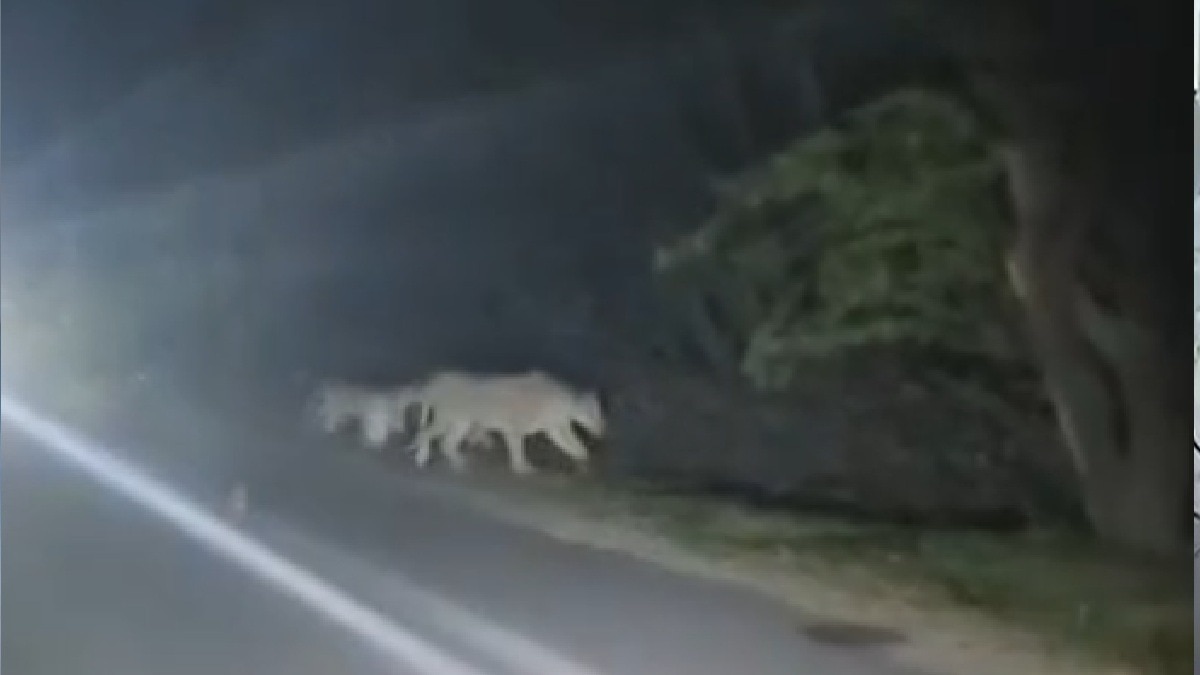 हाईवे पर शान से गुजरा शेर का परिवार. (Photo: Screengrab)