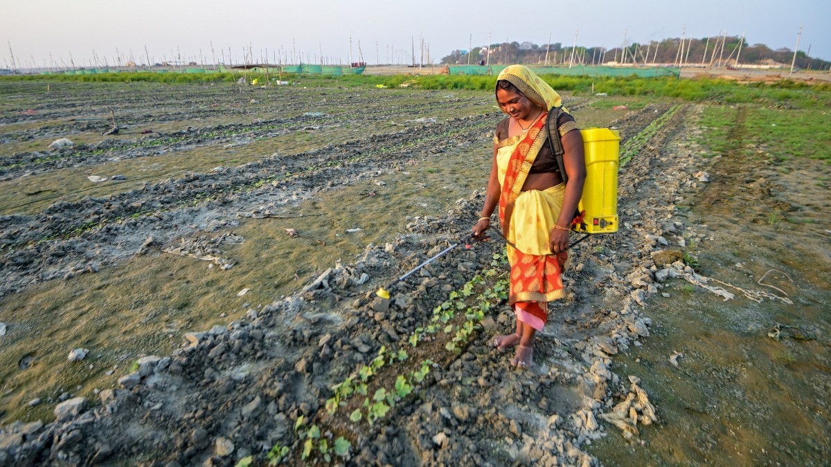 आरटीआई में खुलासा हआ है कि केंद्र सरकार खाद आयात की रणनीति बदल रही है (Photo: PTI)