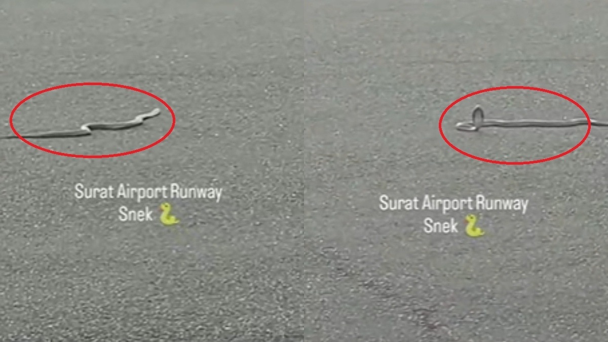 डायरेक्टर बोले- AI जनरेटेड भी हो सकता है.(Photo: Screengrab)