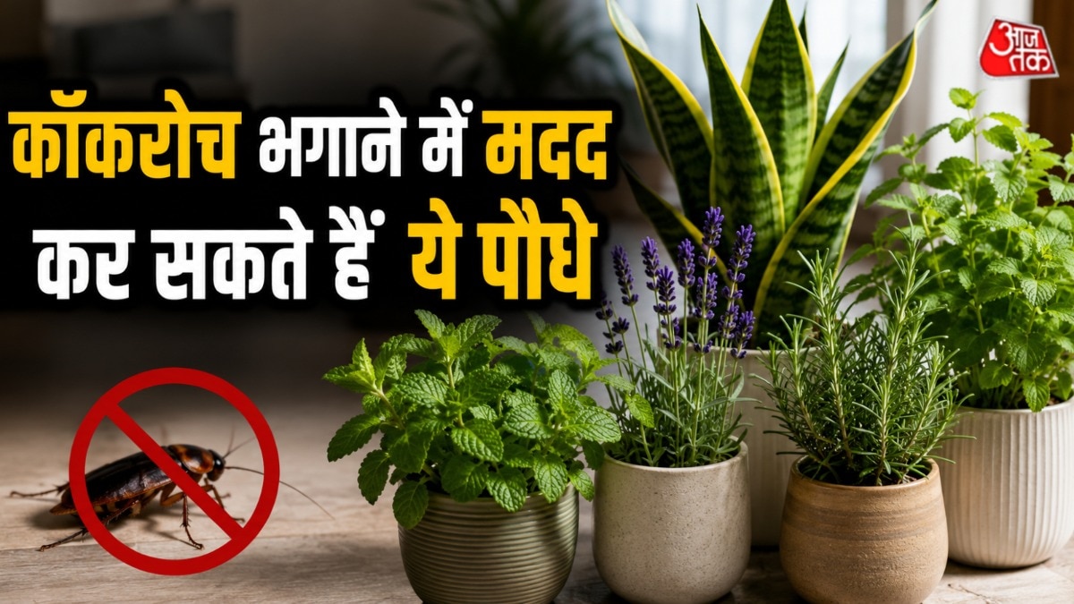 कुछ इनडोर प्लांट्स कॉकरोचों को घर से दूर रख सकते हैं. (Photo: AI Generated)