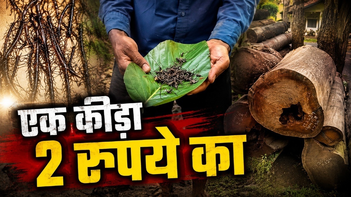 30 साल बाद लौटा खूंखार कीट का आतंक.(Photo:itg)