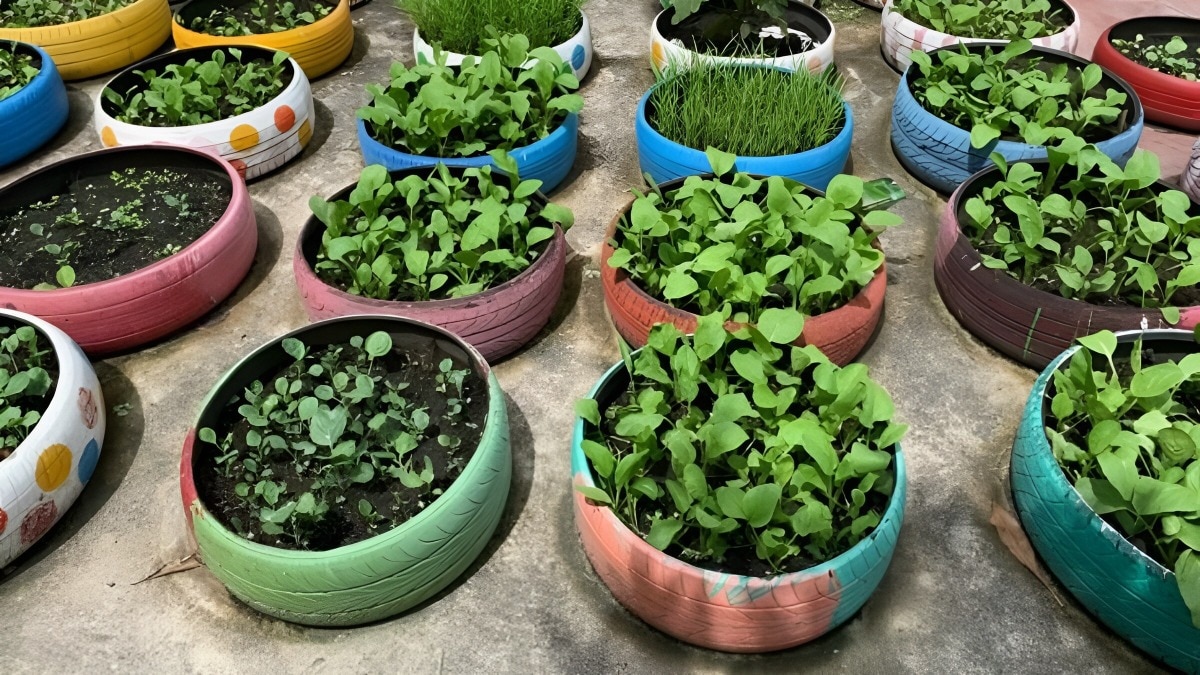 अपनाएं Succession Gardening