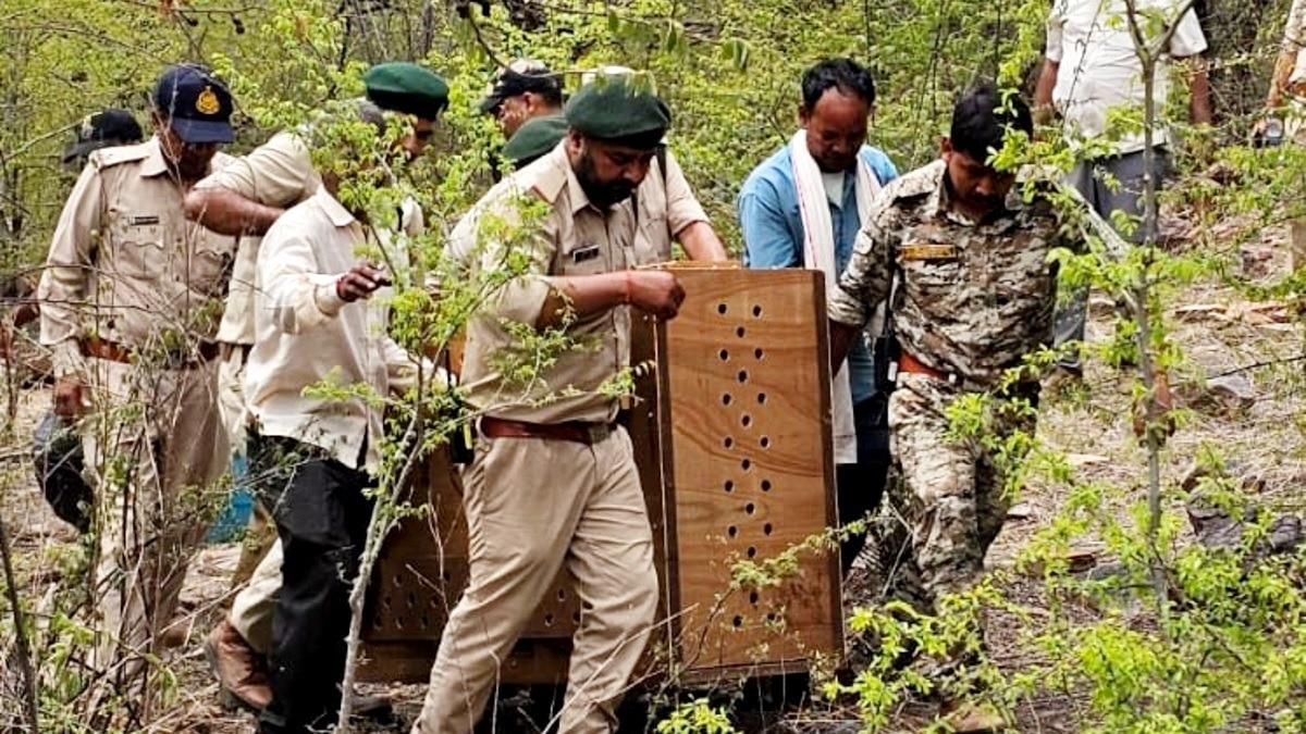 दो राज्यों के 12 जिलों में घूम रहे हैं 20 आजाद चीते.(Photo:ITG)