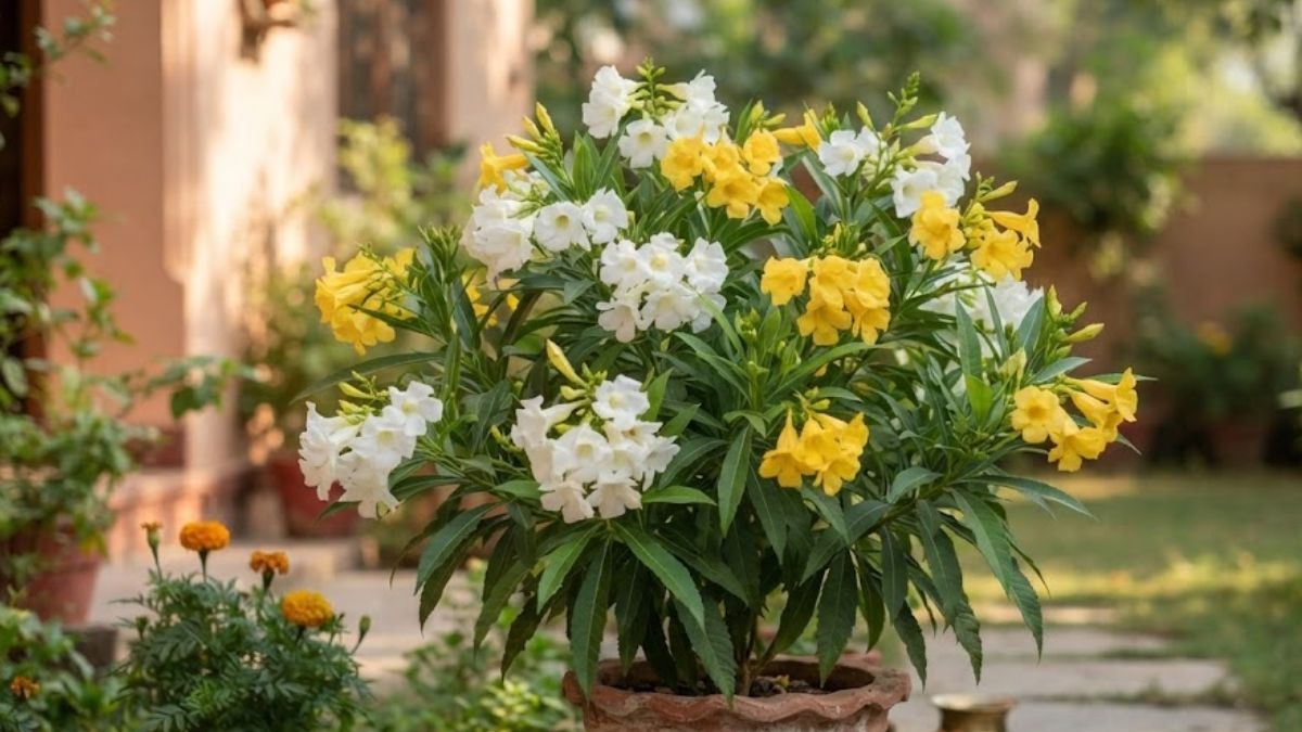Lucky Plant Vastu: सबसे शुभ है यह पौधा, घर में इस दिशा में लगाएंगे तो हो सकते हैं मालामाल!