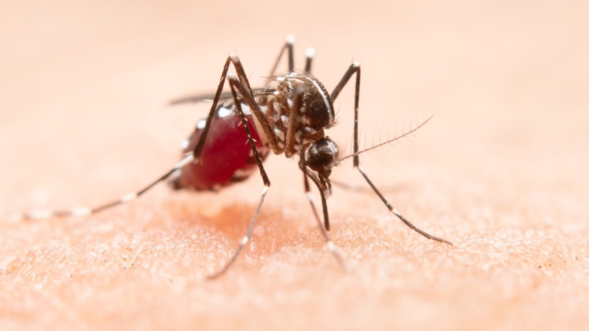 Malaria Vaccine (Photo: Freepik)
