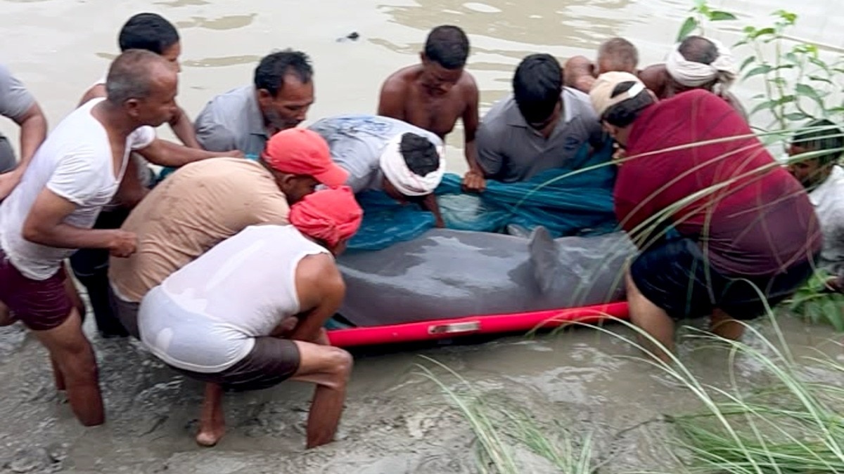 dolphins 