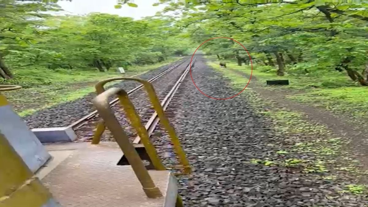 रेलवे ट्रैक पर आ गया था शेर. (Photo: Screengrab)