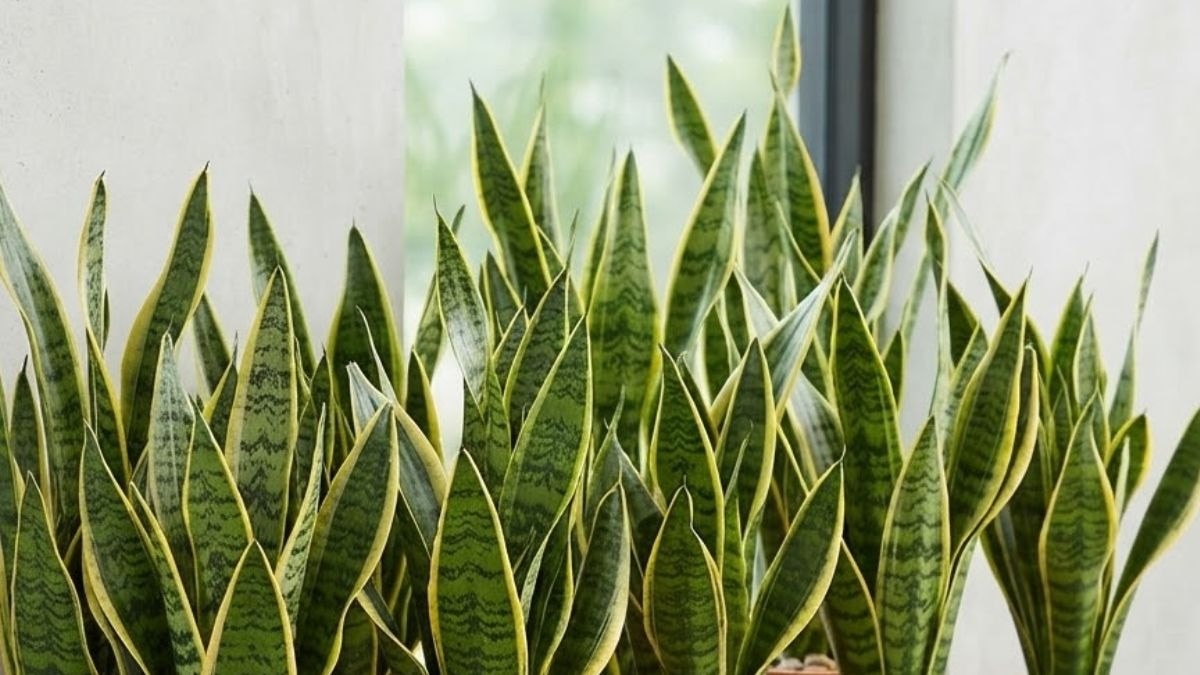 वास्तु और फेंगशुई के जानकारों के अनुसार, यह पौधा घर में टिके पैसों को बढ़ाने और मां लक्ष्मी की कृपा बनाए रखने में बेहद असरदार है. 