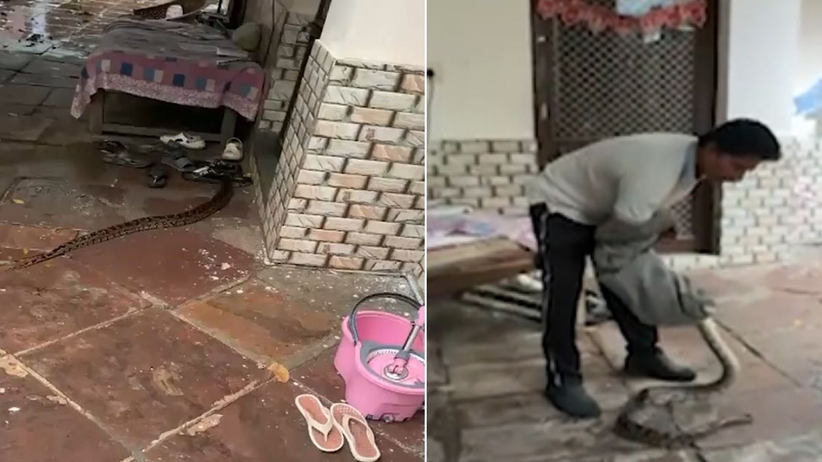 வீட்டு சமையலறையில் கருப்பு கோப்ரா, மைதானில் 8 அடி பைதான்... குடும்பம் பயத்தில் மூழ்கியது, பின்னர் மீட்பு