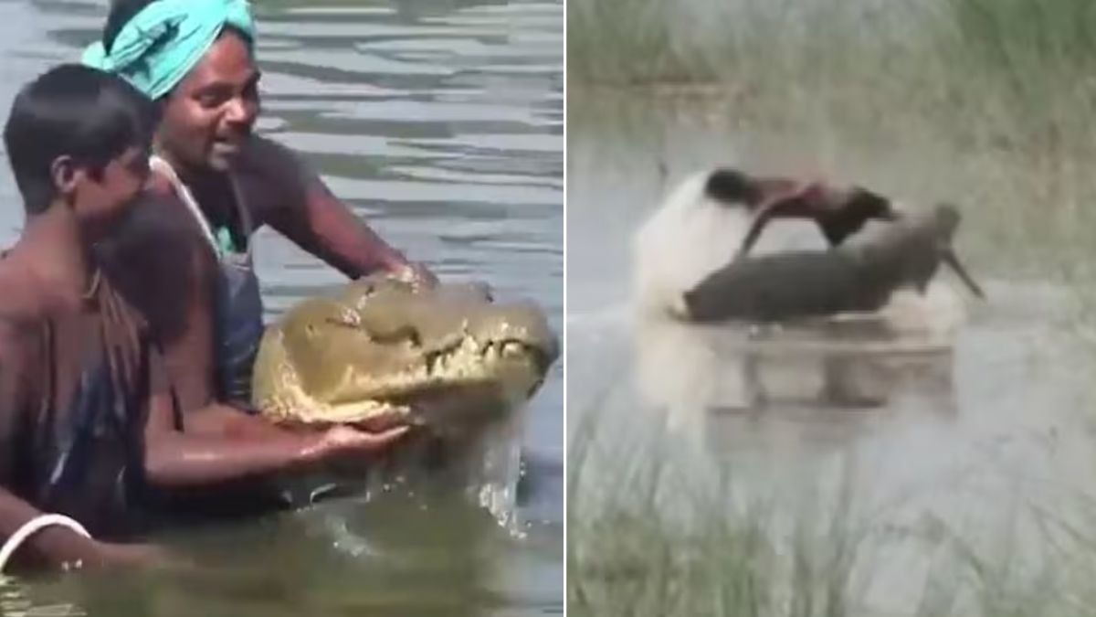 यूपी के बहराइच में बच्चे को निगल गया था मगरमच्छ. (Photo: Screengrab)
