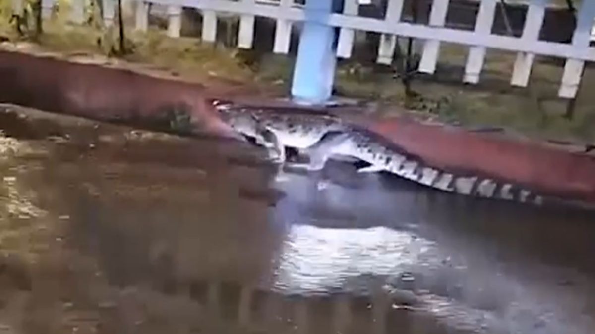 ट्रैक से सड़क तक टहलता रहा 5 फीट का मगरमच्छ. (Photo: Screengrab)