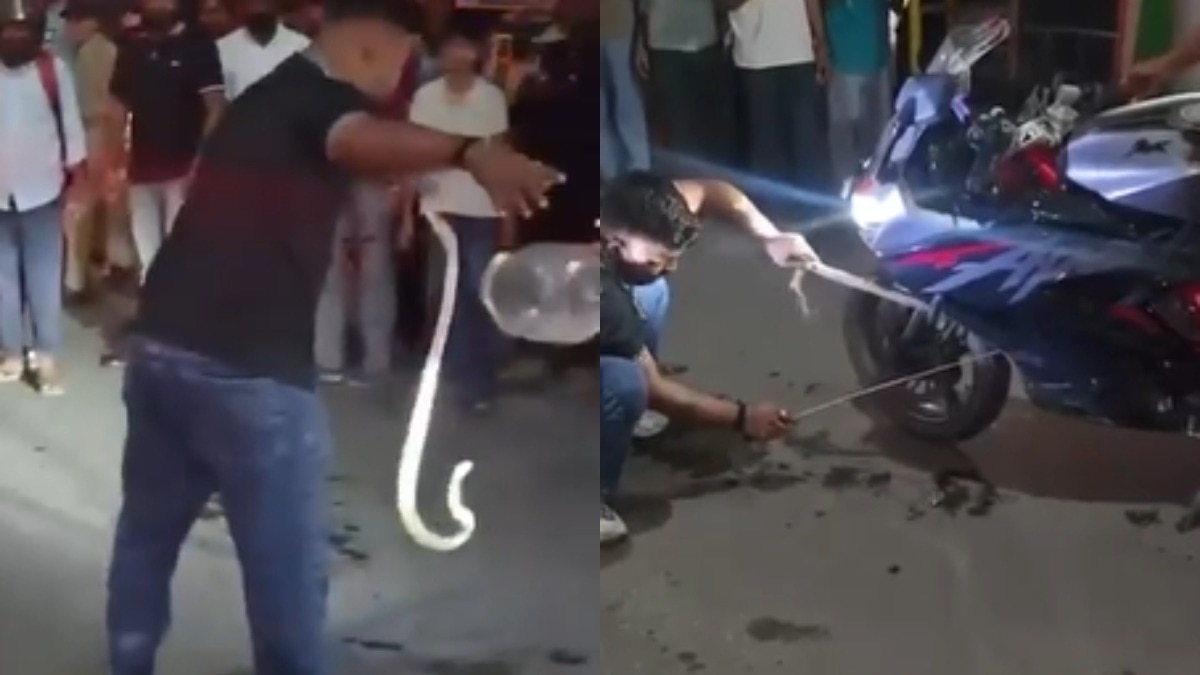 इंजन और हेडलाइट के बीच फंसा था कोबरा.(Photo: Screengrab)