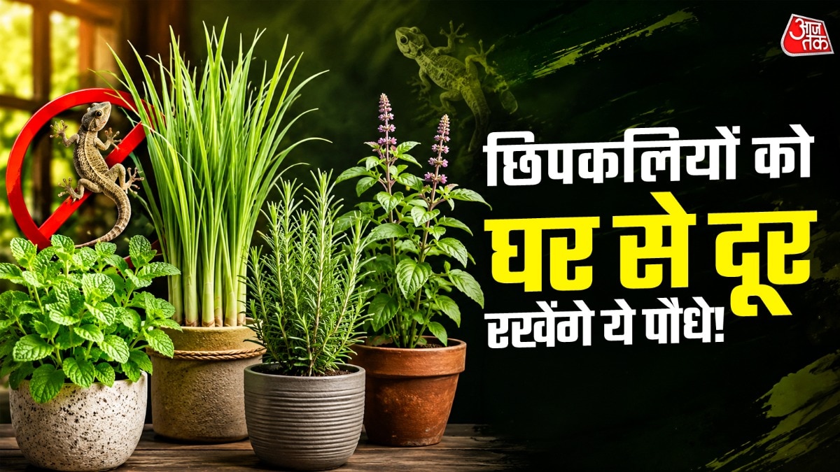 छिपकली को घर से कैसे दूर रखें. (PHOTO:AI)