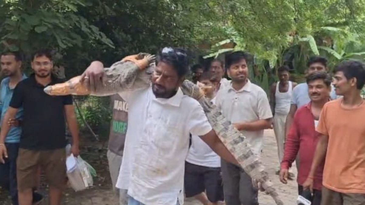 बारिश के मौसम में रिहायशी इलाके में पहुंच रहे मगरमच्छ. (Photo: ITG)