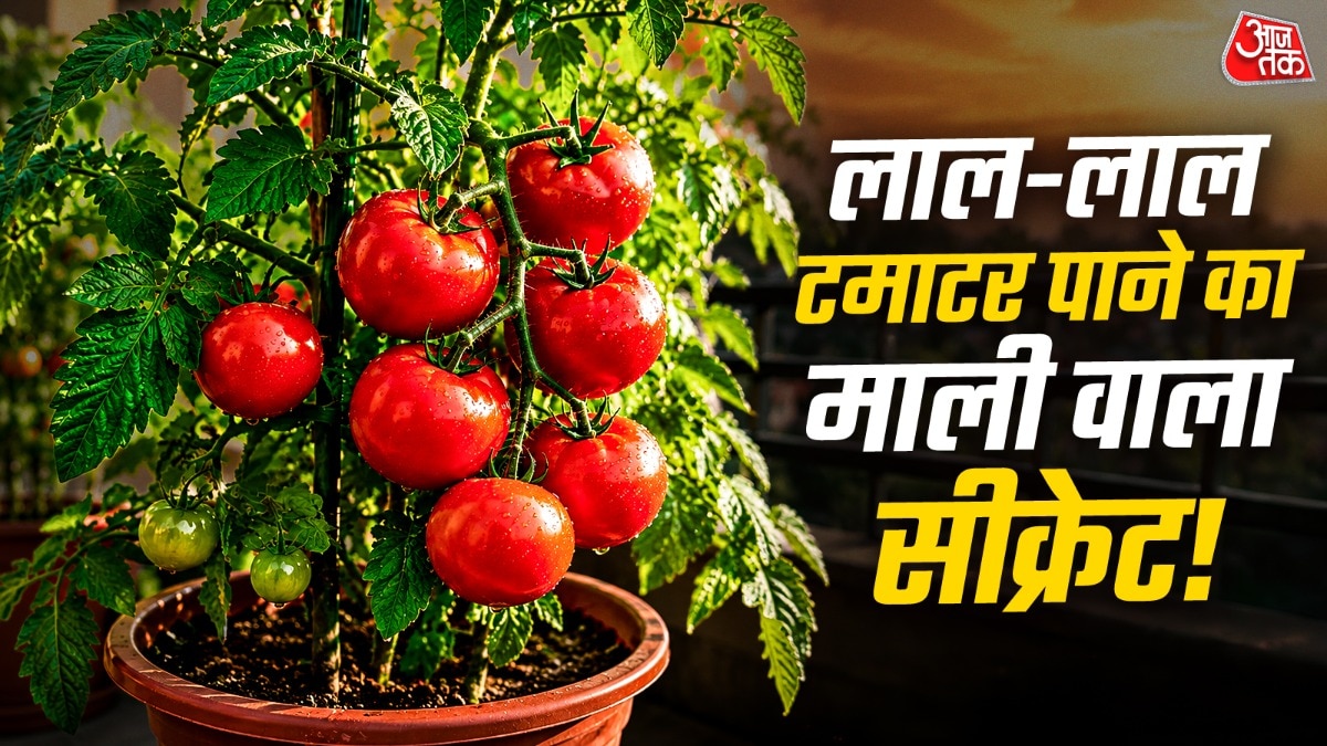 माली के मुताबिक टमाटर के पौधे से बेकार की छोटी-छोटी टहनियां हटाने से टमाटर बड़-बड़े आते हैं. (Photo: ITG)