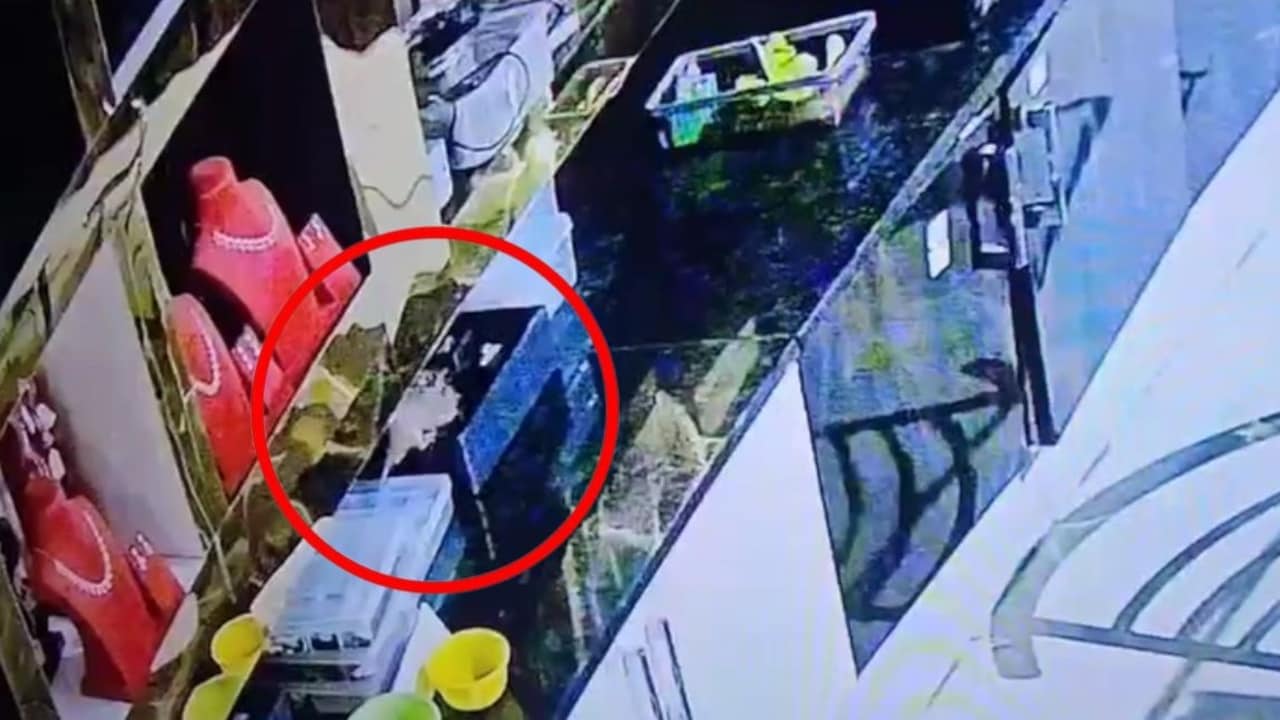 10 लाख का हीरा चुरा ले गया चूहा, ज्वैलरी शॉप का VIDEO कर देगा हैरान