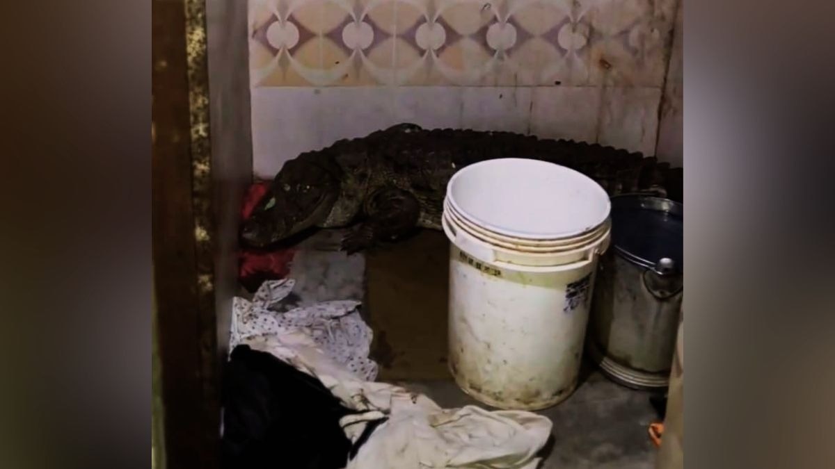एक घंटे तक चला रेस्क्यू, तब काबू में आया मगरमच्छ. (Photo: ITG)