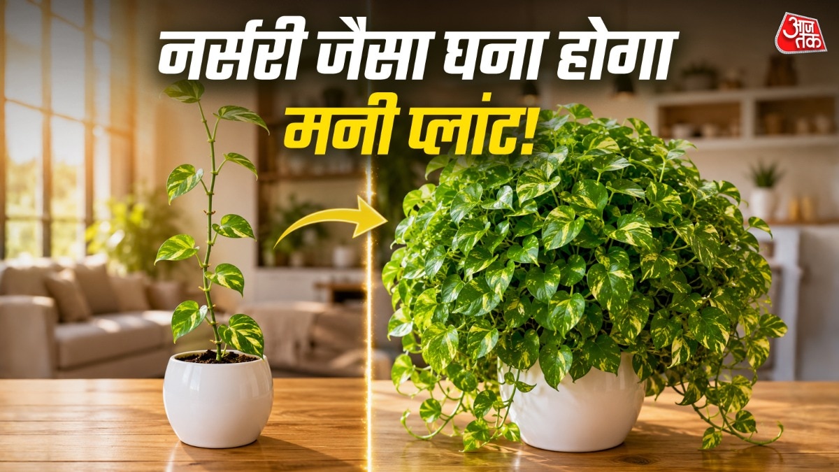 मनी प्लांट को हरा-भरा करने के लिए बहुत सारी कटिंग्स को एक ही जगह लगाना फायदेमंद होता है.(Photo: ITG) 