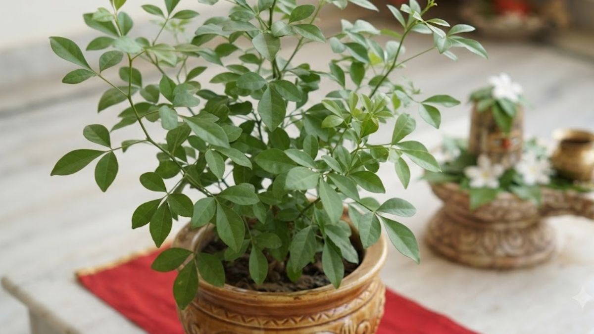 सावन में घर में लगाएं ये खास पौधा, कभी नहीं हौगी पैसों की कमी!