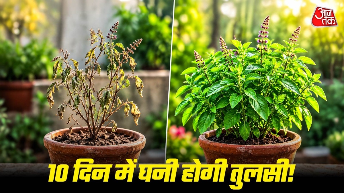 तुलसी को हरा-भरा करने के लिए सबसे अच्छा मौसम मॉनसून ही होता है. (Photo: ITG)