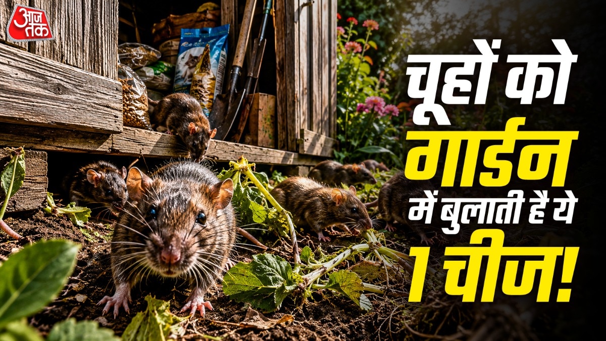 अगर चूहे आपके गार्डन में तूफान मचा रहे हैं तो आपको चौकन्ना रहने की जरूरत है. (Photo: ITG)