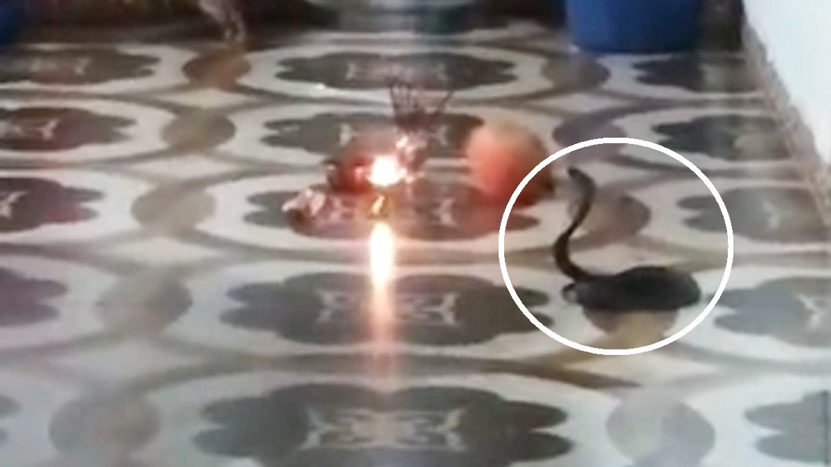 घर के हॉल में फन फैलाए बैठी रही 2 फीट की नागिन... भगाने के बजाय घरवालों ने जलाया दीपक, चढ़ाए फूल-फल; देखें वायरल VIDEO