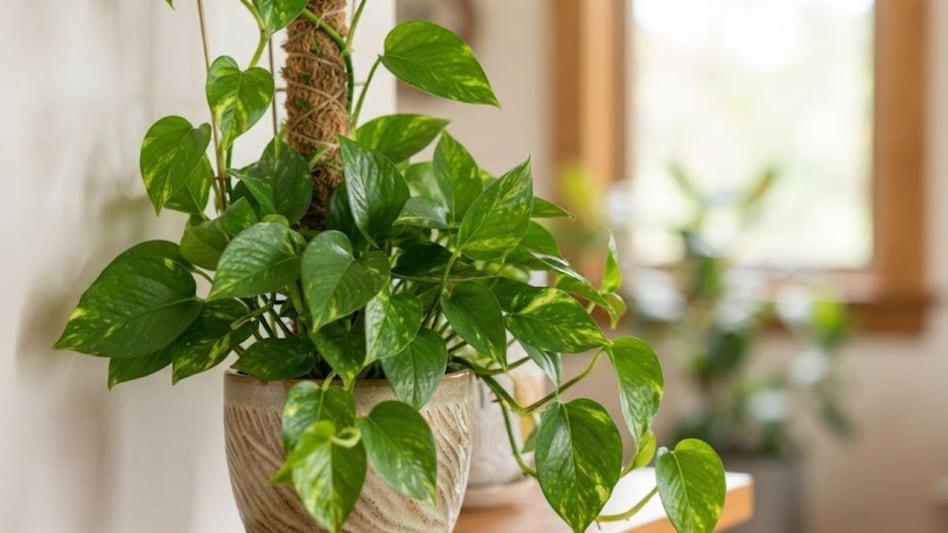 Pul o'simligini qo'yishning muhim qoidalari: Money Plant moliyaviy farovonlikka qanday hissa qo'shishi mumkin