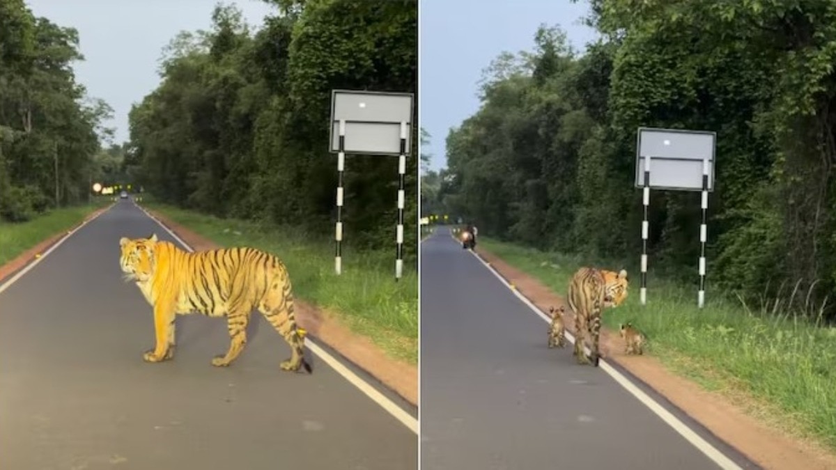 VIDEO: कार के सामने आई बाघिन, फिर 3 शावकों के साथ दिखा ऐसा नजारा कि थम गईं सांसें