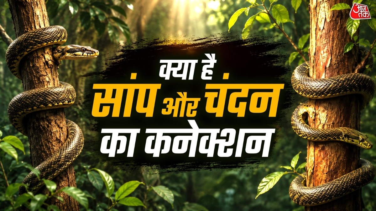 चंदन के पेड़ पर क्यों रहते हैं सांप (Photo: ITG)