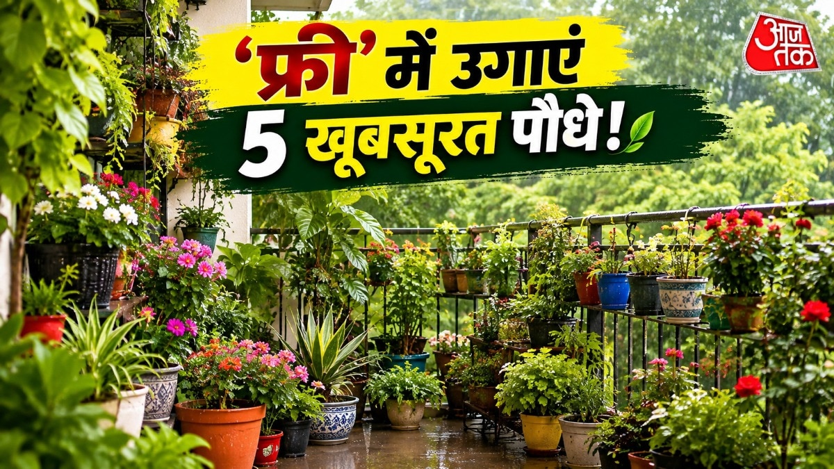कुछ पौधों को लगाने के लिए बीज या ज्यादा मेहनत की जरूरत नहीं पड़ती है. (Photo: ITG)