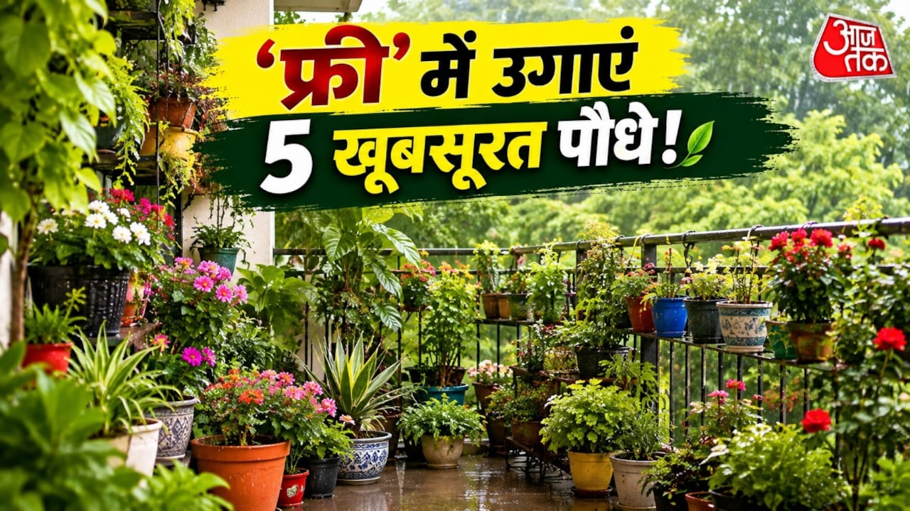 बारिश में डंठल से उगाएं ये 5 पौधे, एक रुपया भी नहीं होगा खर्च!