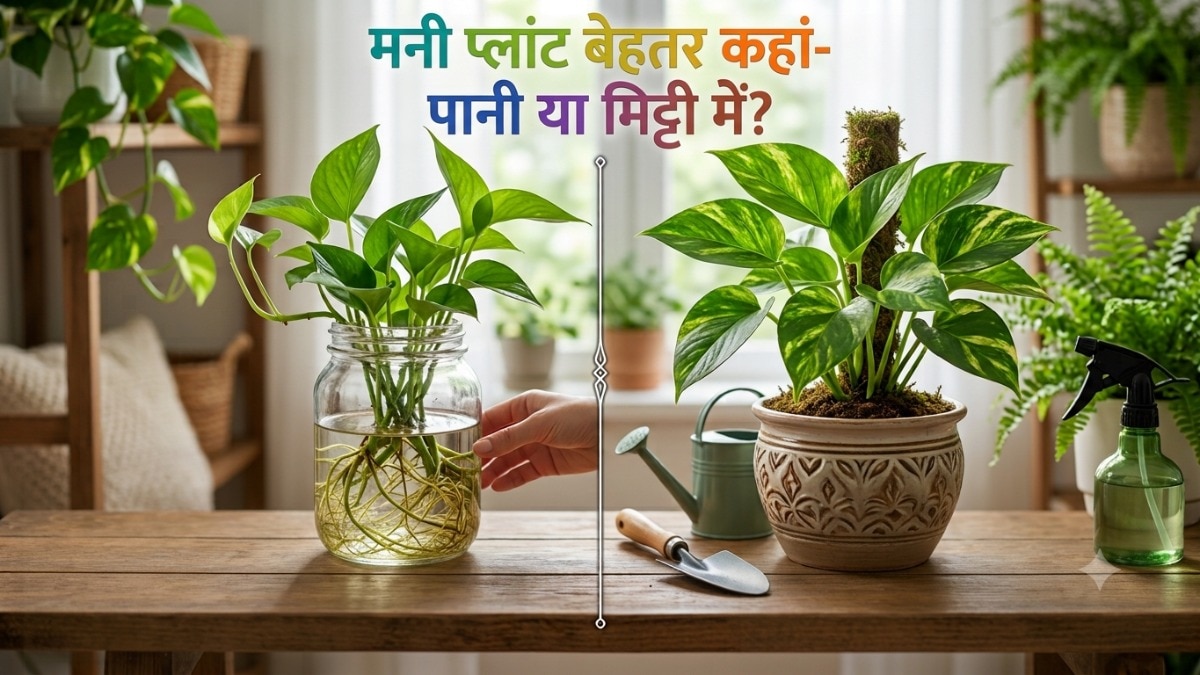मनी प्लांट लगाने के सबसे बेहतरीन तरीके. (Photo: AI Generated)