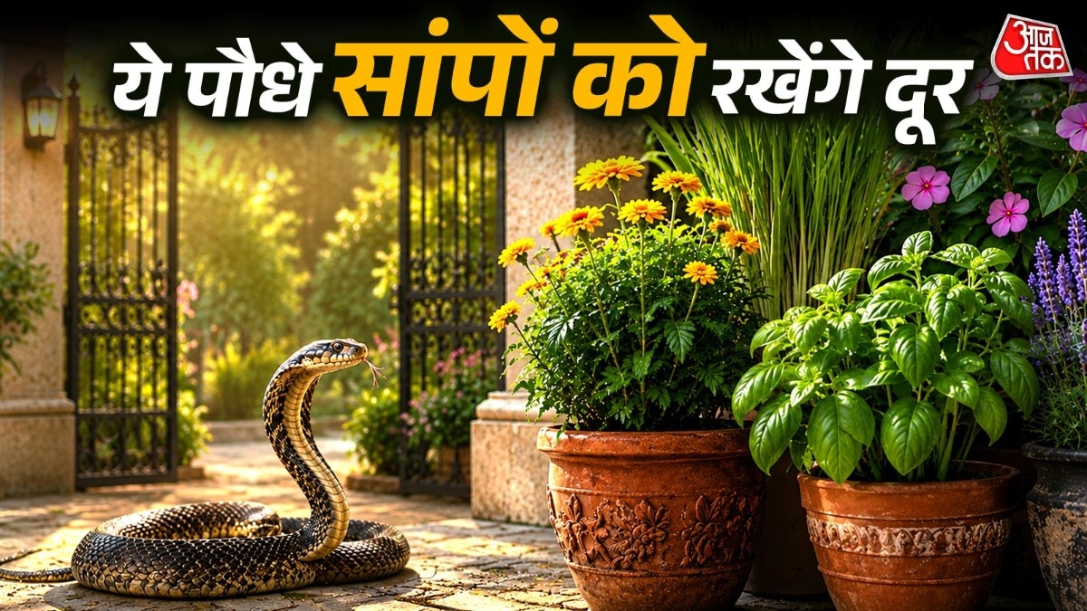 सांपों को दूर रखेंगे ये पौधे (Photo: ITG)