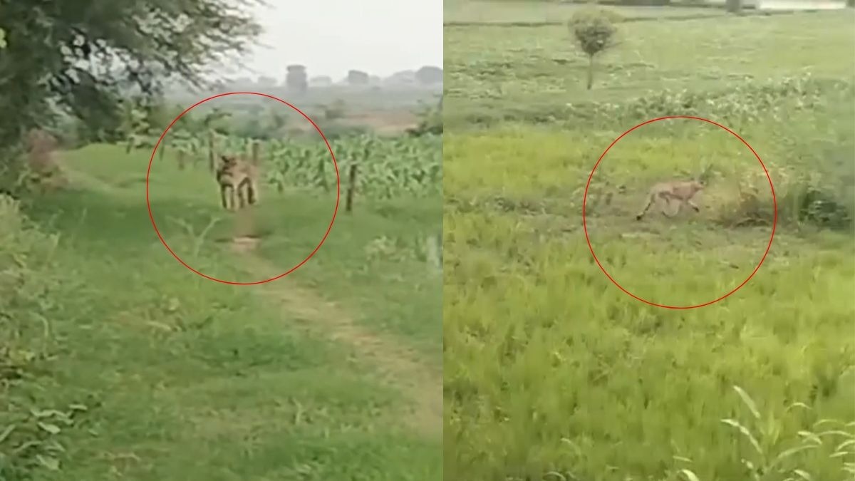कूनो से निकलकर खेतों में जा पहुंचा चीता. (Photo: Screengrab)