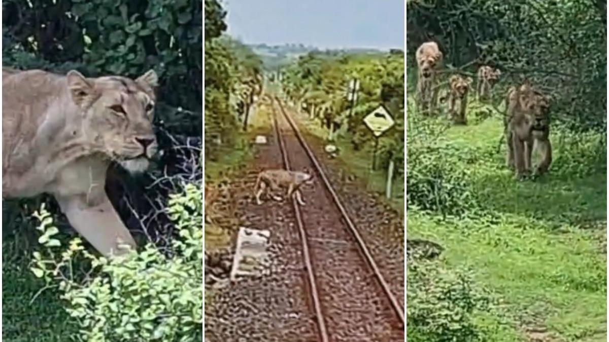अचानक पटरी पर दिखा शेरों का झुंड. (Photo: Indian Railways)