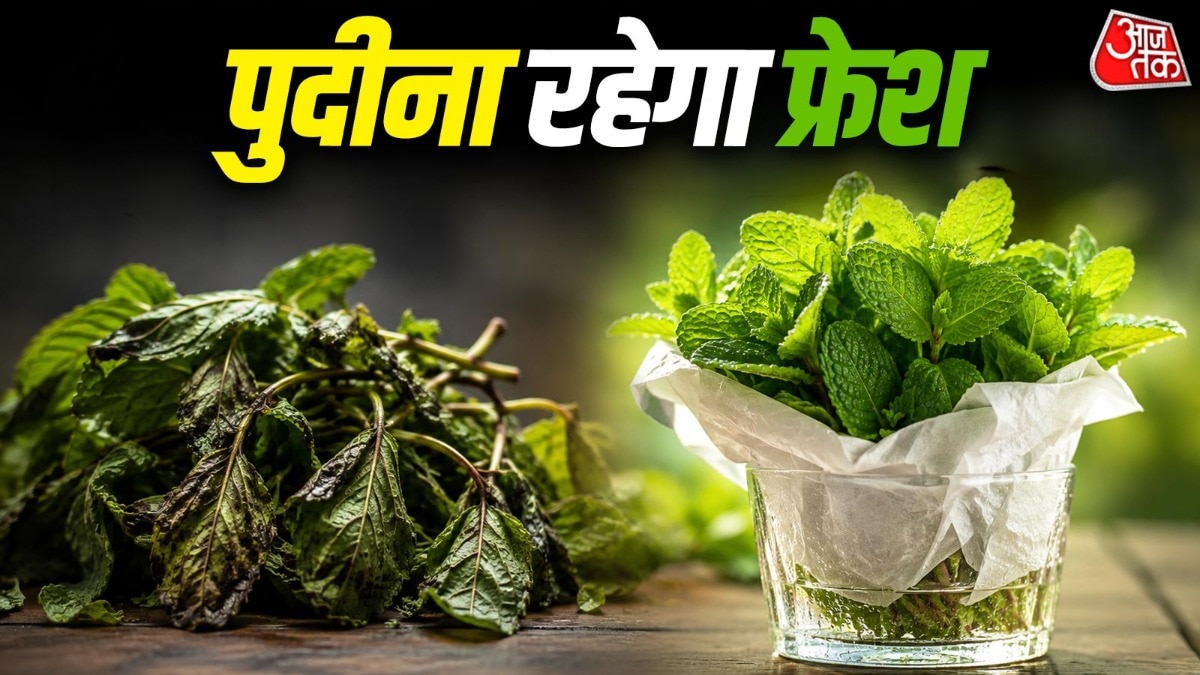 अब जल्दी सड़ेगा नहीं पुदीना (Photo: ITG)