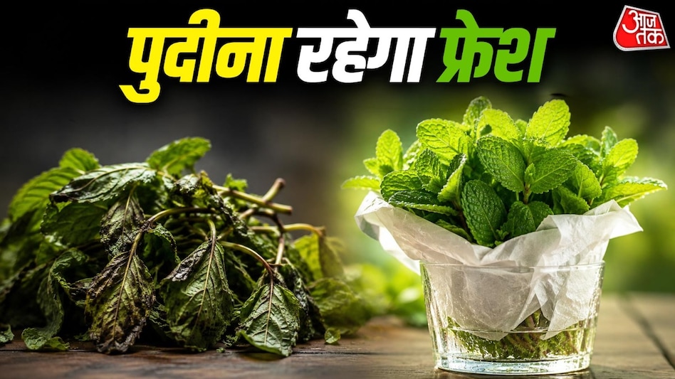 अब जल्दी सड़ेगा नहीं पुदीना (Photo: ITG) अब जल्दी सड़ेगा नहीं पुदीना (Photo: ITG)