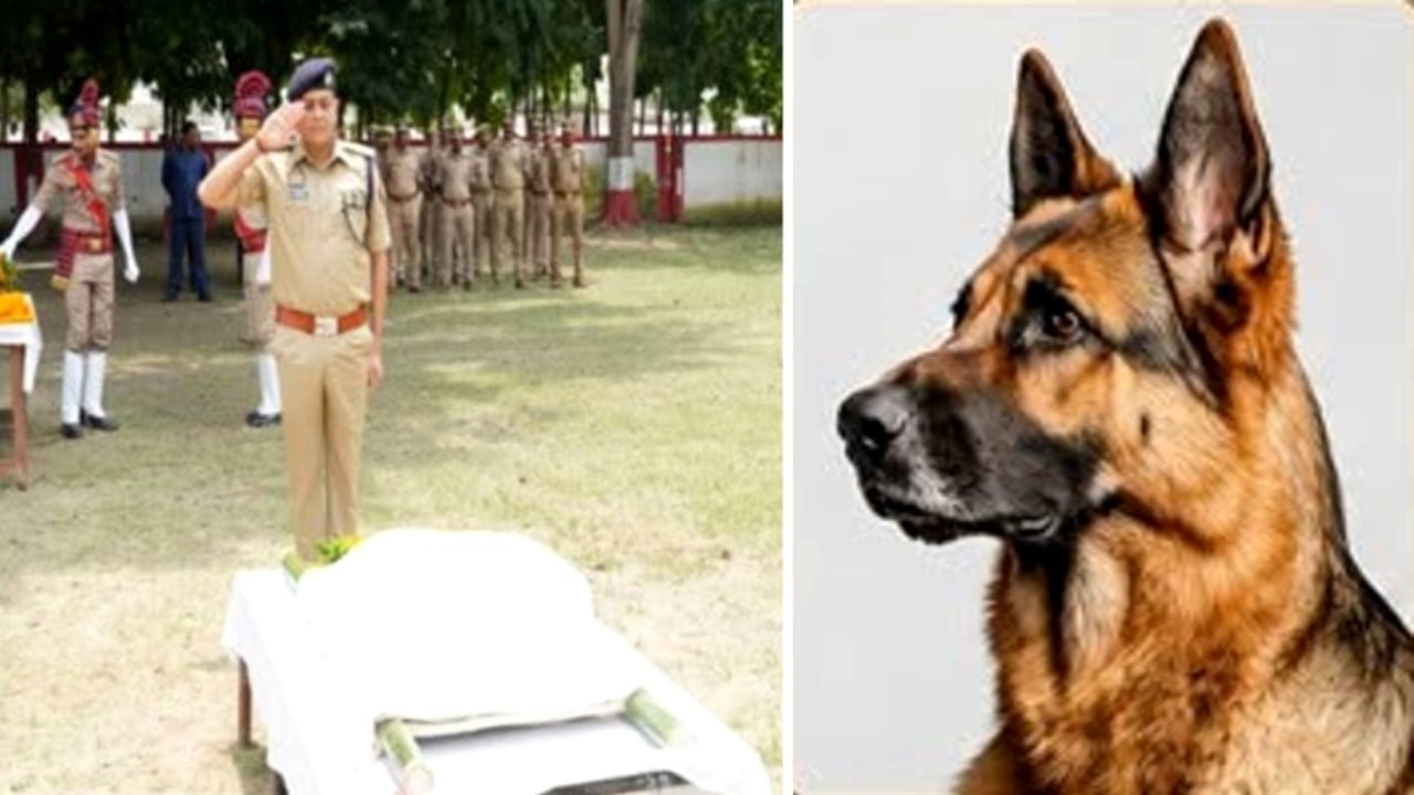 पुलिस कप्तान ने दिया कंधा... गोरखनाथ मंदिर में तैनात SI डॉग की मौत
