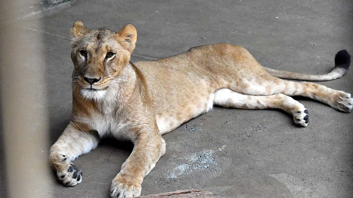टोक्यो के तामा जुलॉजिकल पार्क में तीन साल की शेरनी मुगी की गर्मी की वजह से मौत हो गई. (Photo: Reuters)