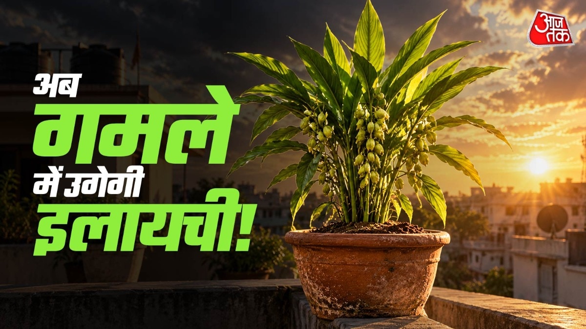 इलायची के पौधे को गर्म और नमी वाला वातावरण पसंद होता है. (Photo: ITG)
