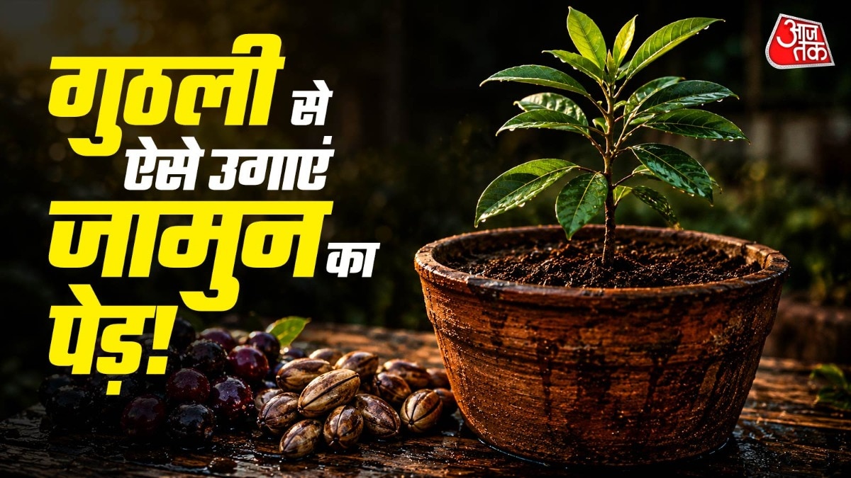 How To Grow Jamun Plant (Photo: ITG)