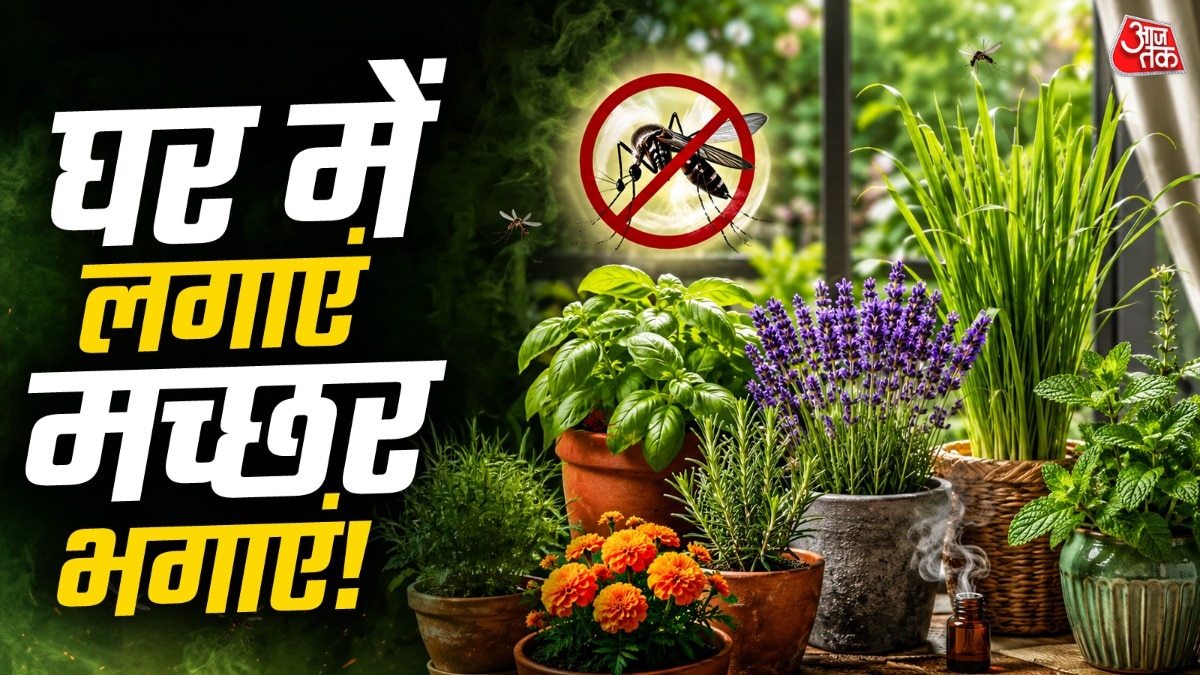 मच्छरों से छुटकारा दिलाने के साथ ही ये पौधे घर की सुंदरता भी बढ़ाते हैं. (Photo: ITG)