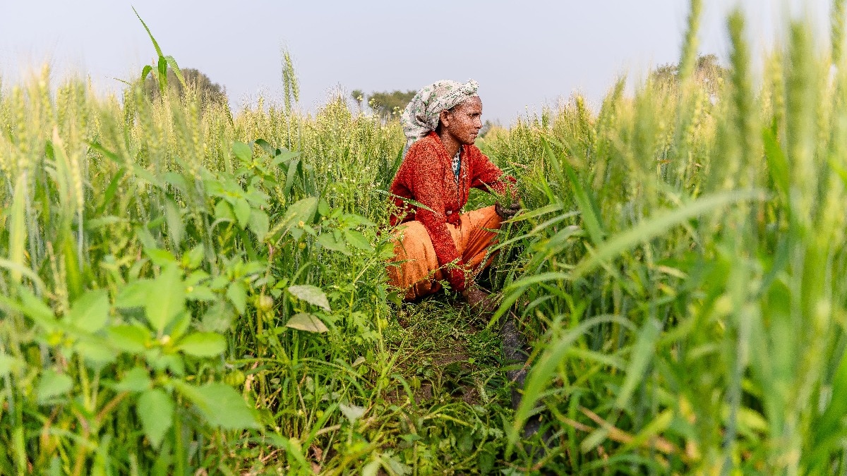 किसानों के लिए सरकार का तोहफा (Photo-Pexels)
