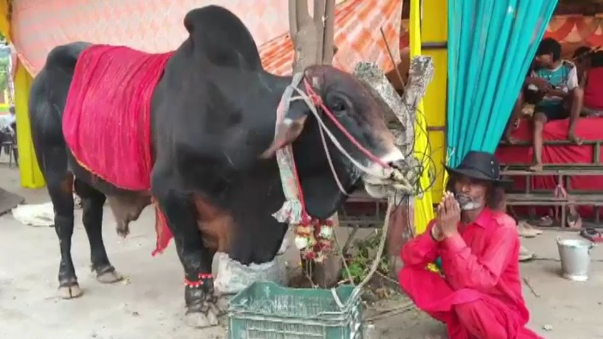 नंदी के साथ निकले हैं हरियाणा के रोशन लाल. (Photo: Screengrab)