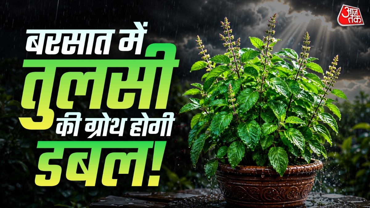 तुलसी के पौधे में बारिश के मौसम में रोजाना पानी नहीं डालना चाहिए. (Photo: ITG)