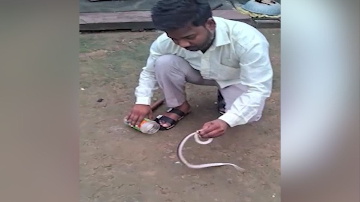 घरे में निकला जहरीला सांप. (Photo: Screengrab)